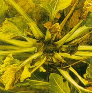 Deficit bora kod šećerne repe