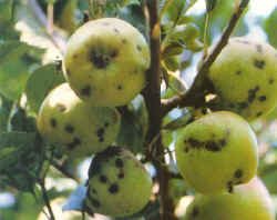 Deficit kalcija kod jabuke