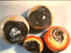 Deficit kalcija kod rajčice