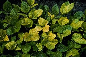 Deficit željeza kod soje