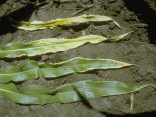 Deficit kalija kod kukuruza