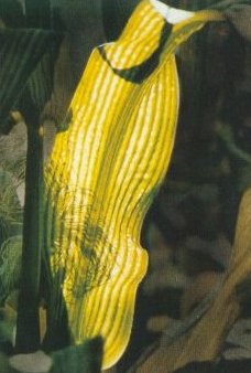 Deficit magnezija kod kukuruza