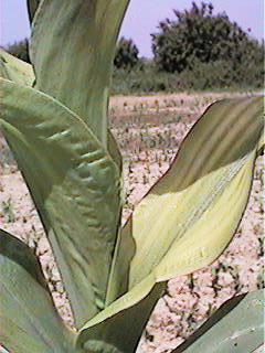 Deficit mangana kod kukuruza, 28.05.1998.